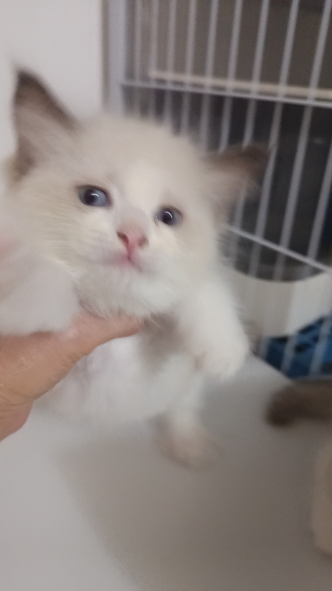 海山双布偶妹妹，特价666/只，看上来撩